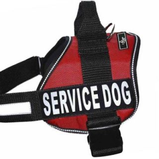 Σαμαράκι Pro Service Dog